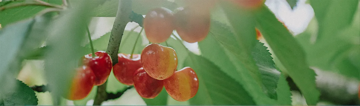 松栗01